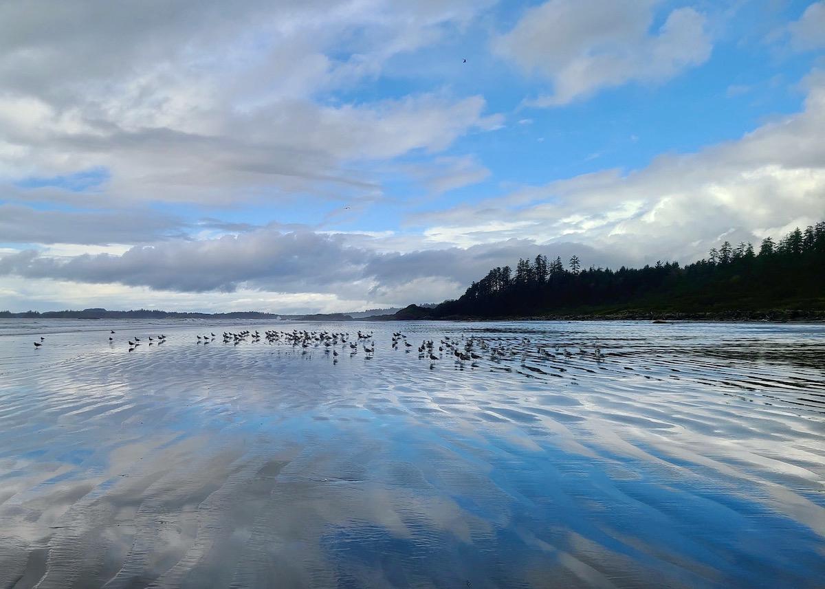 A flock of seabirds on Combers Beach in 2021.