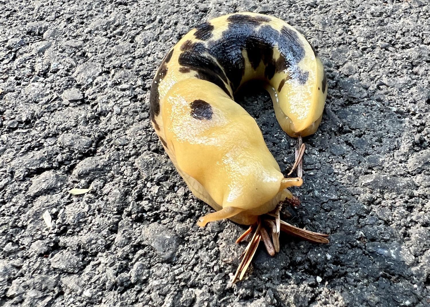 A banana slug munches away on the new asphalt pathway in Pacific Rim National Park Reserve's Long Beach Unit.