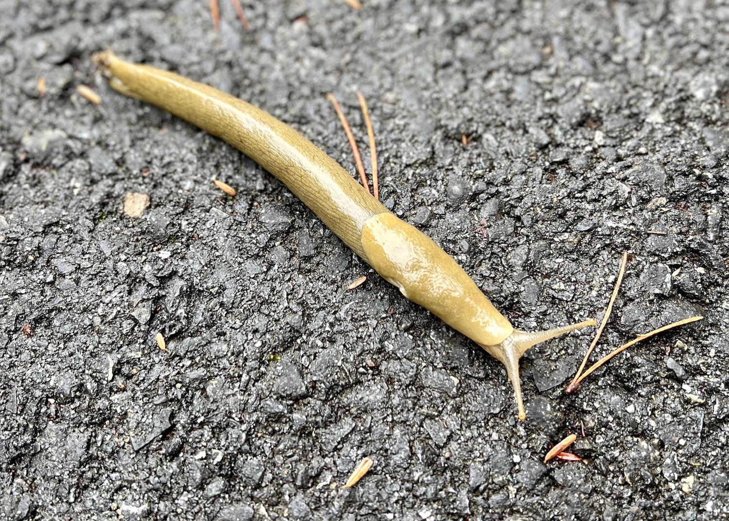 Another banana slug stretches out on Pacific Rim's multi-use pathway looking for food.