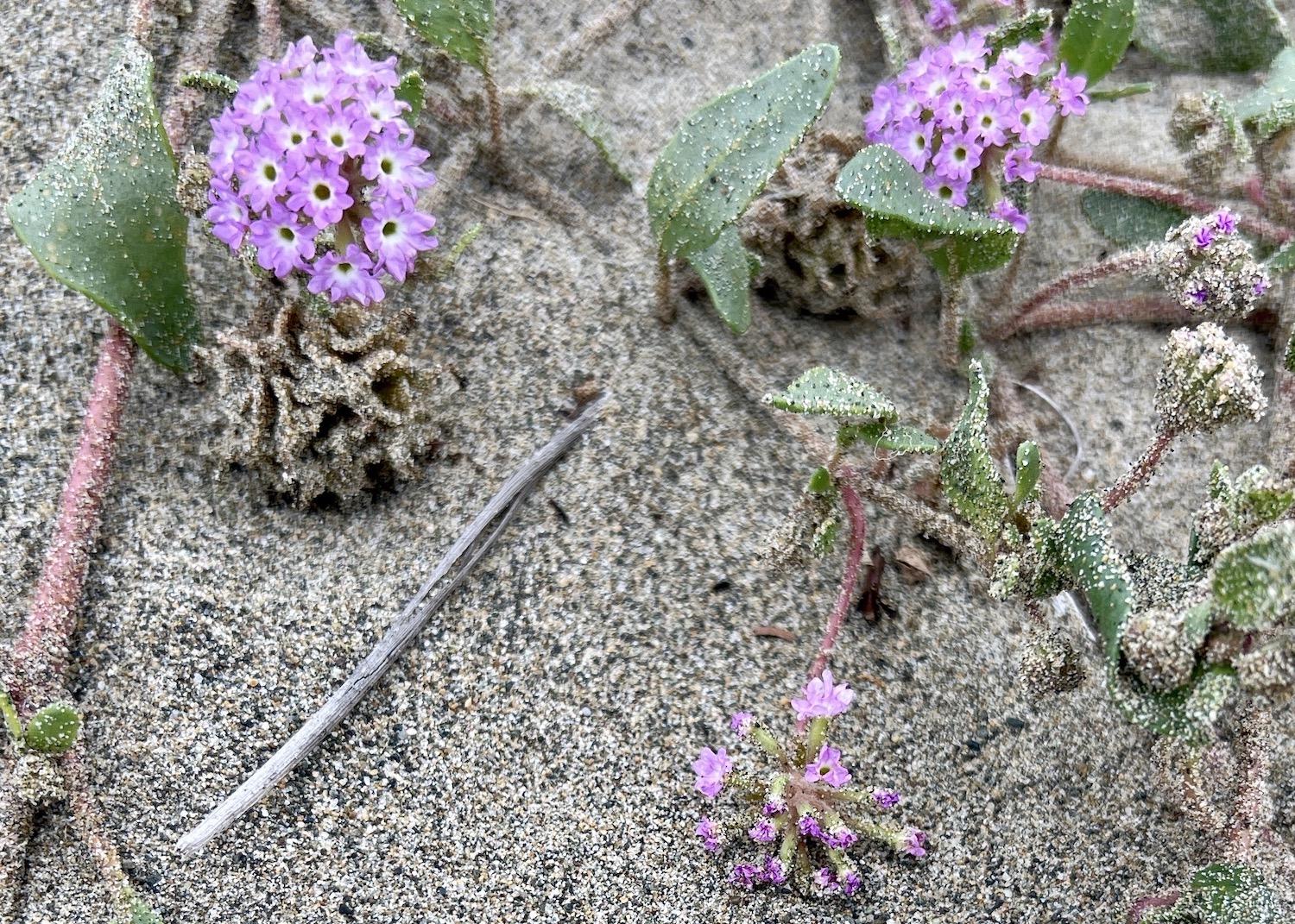 We didn't see any fresh evidence of wolves on Wickaninnish Beach, only endangered Pink Sand-verbena.