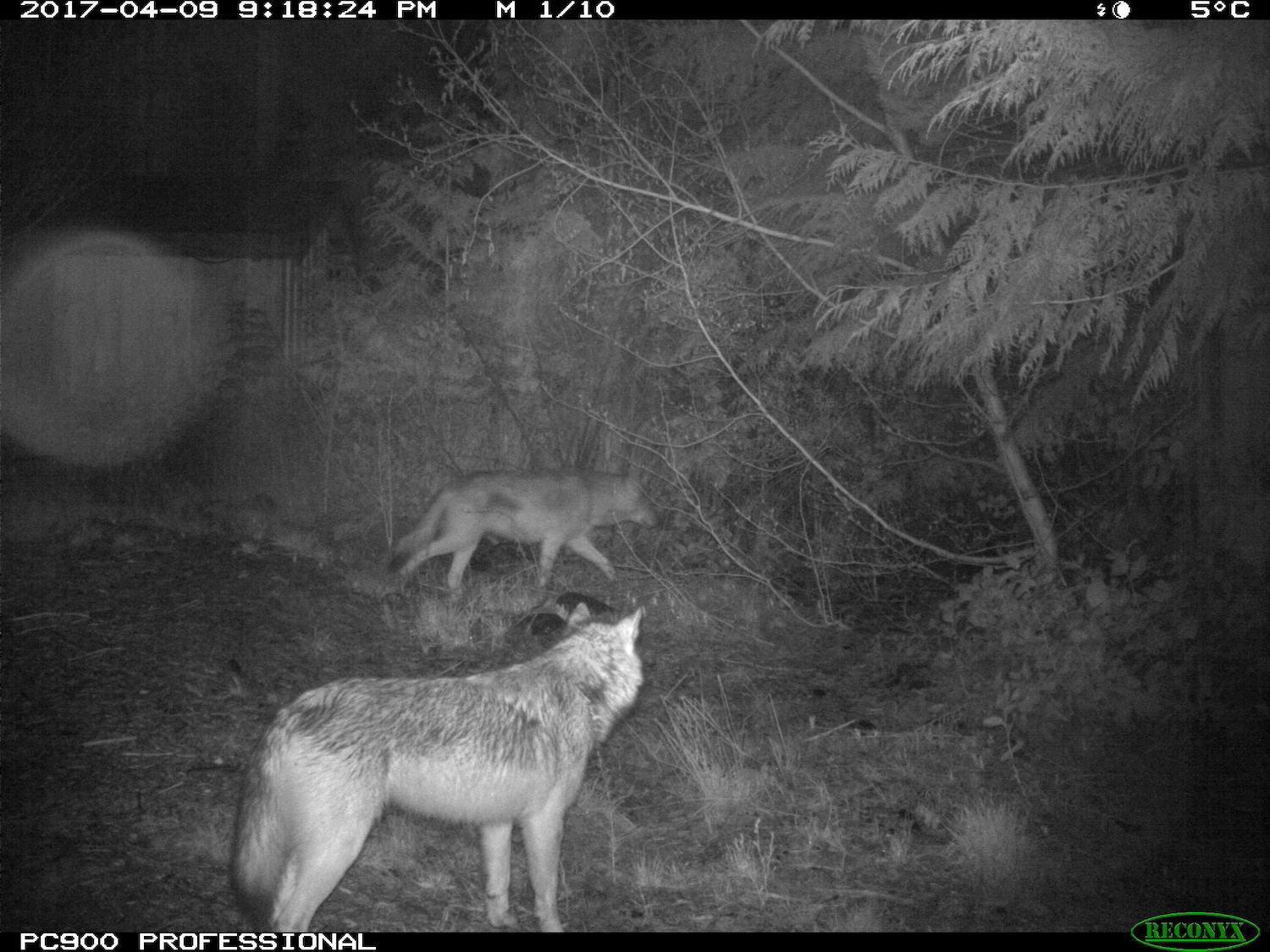 Wolves captured by wildlife cameras in Pacific Rim National Park Reserve.