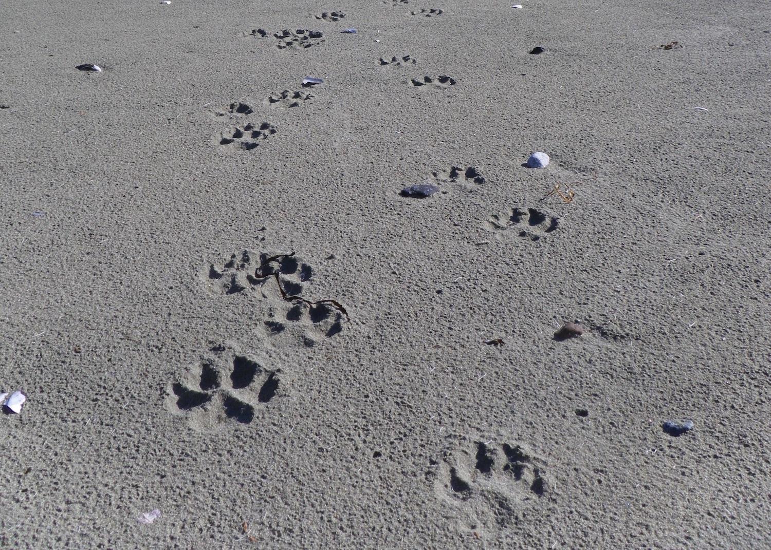 Wolf tracks in the sand on a Pacific Rim National Park Reserve beach.