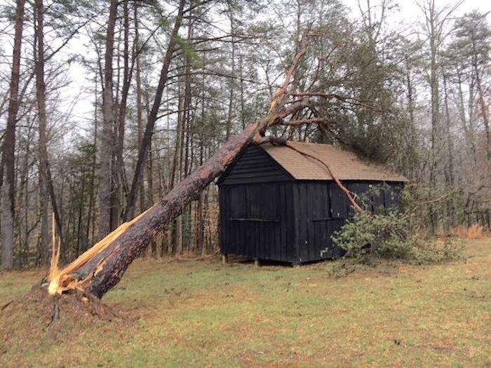Hundreds of trees were downed in Prince William Forest Park by a winter windstorm/NPS