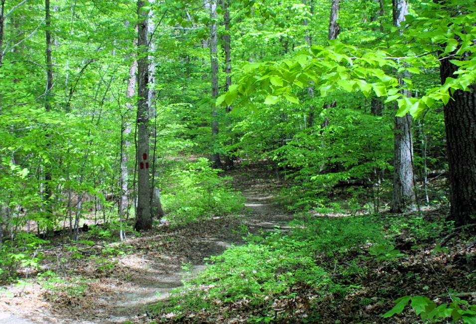 prince william forest park, trail, hiking, public comment, crossing trail, nature
