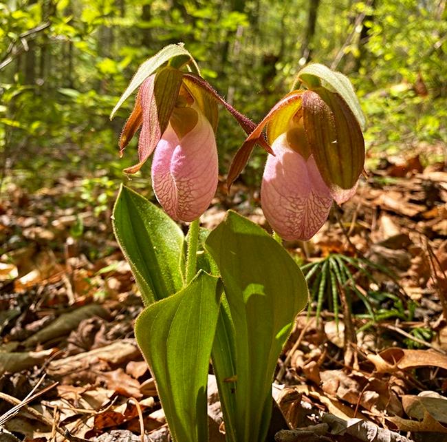You might be lucky enough to spot a pink lady's slipper orchid while hiking Prince Williams Forest Park / NPS