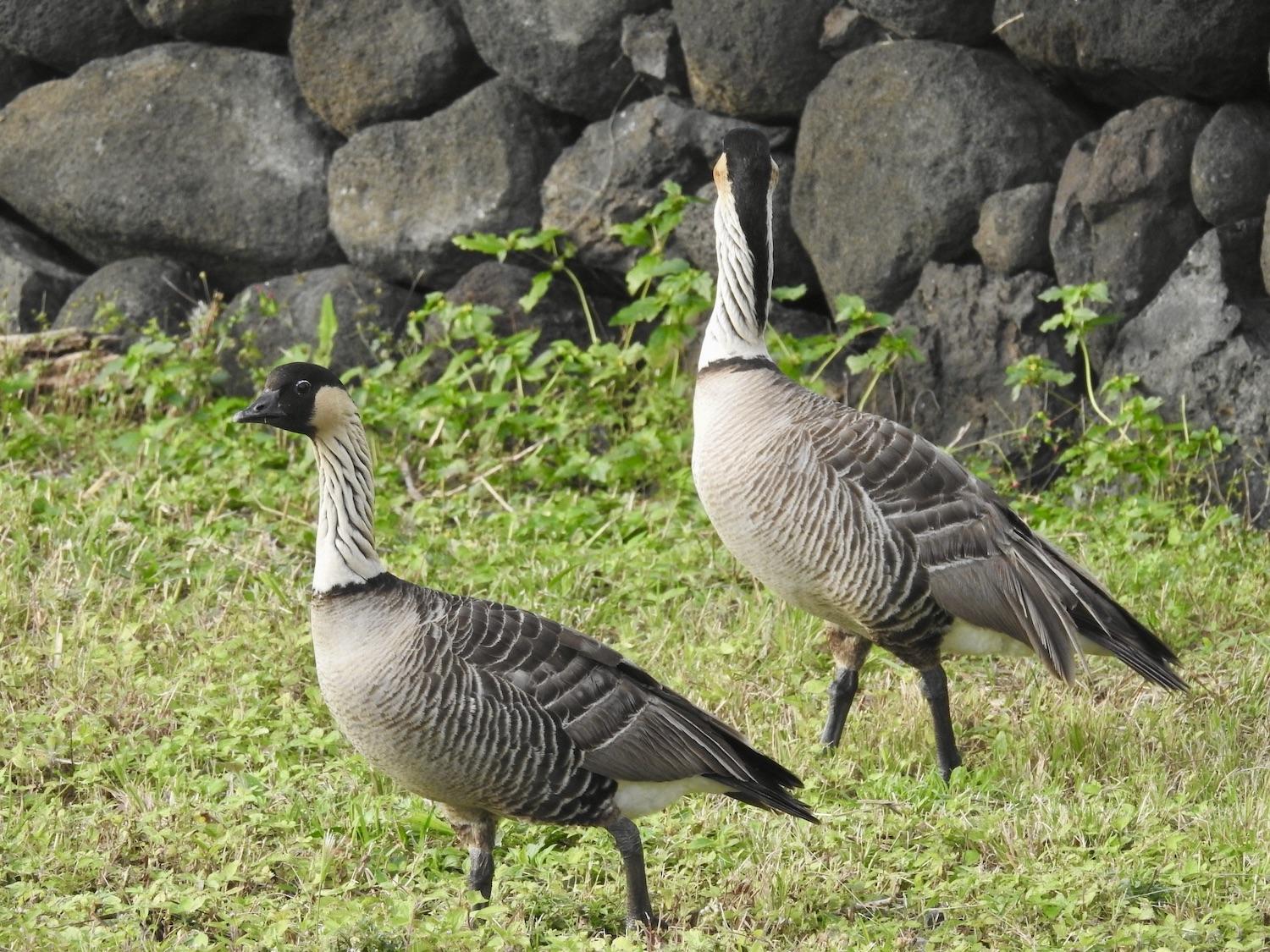 On the road to Punaluʻu Black Sand Beach, just outside Hawai'i Volcanoes National Park, I got a good look at the gorgeous necks of these two nēnē.