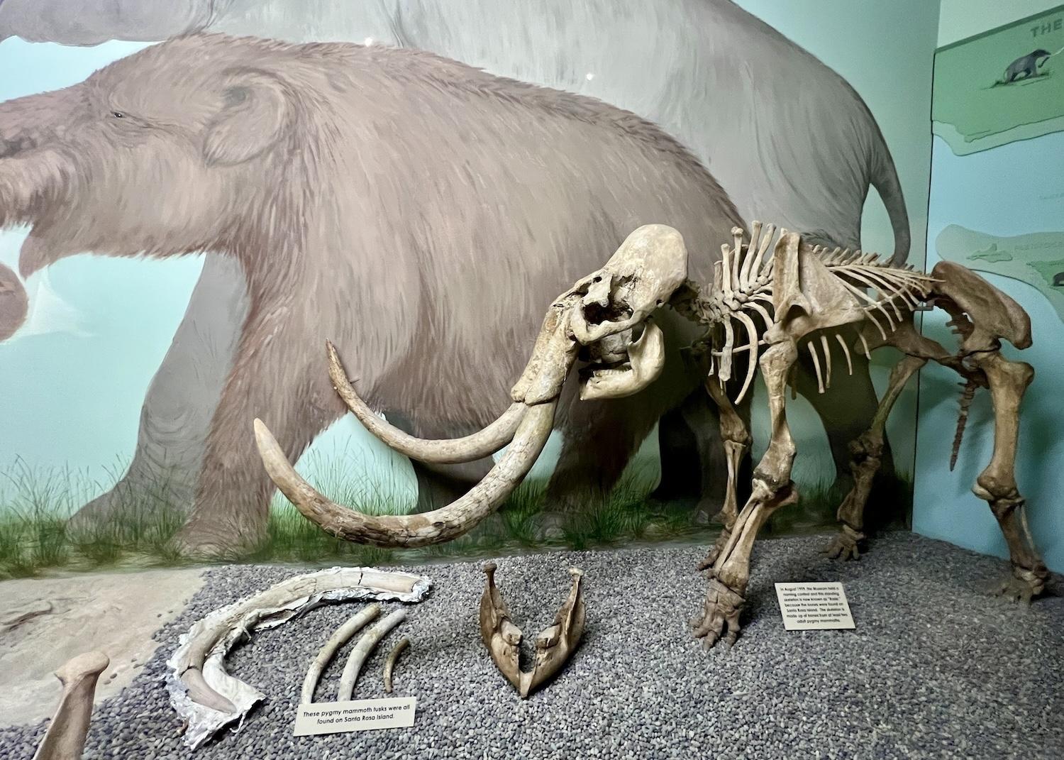 Pygmy mammoths once roamed Santa Rosa Island in Channel Islands National Park. Learn more at the Santa Barbara Museum of Natural History.