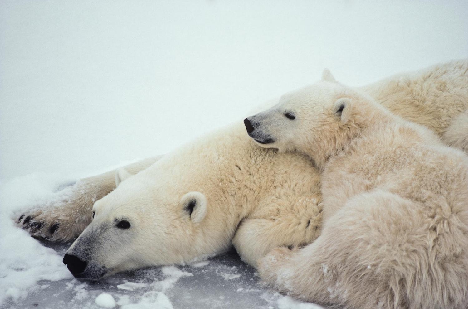 Polar bears call Quttinirpaaq National Park in Nunavut home.