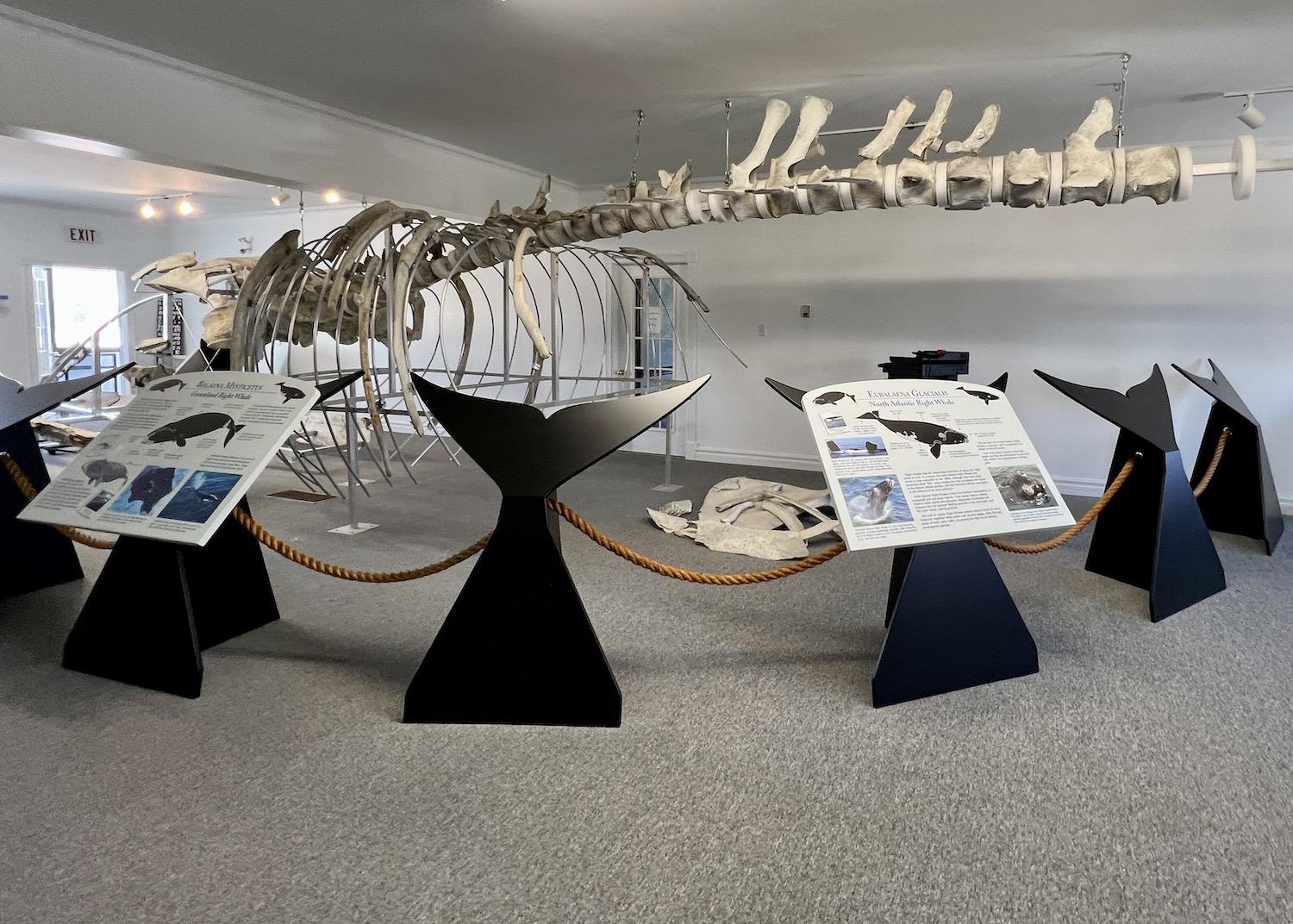 The skeleton of a right whale is on display in the Red Bay Town Hall.
