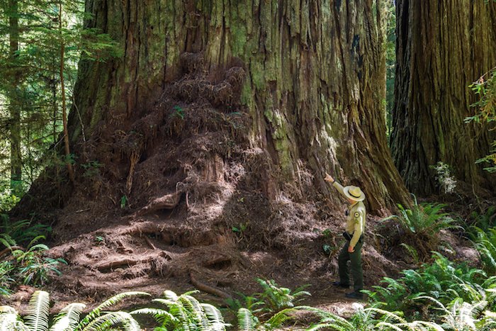 California State Parks Peace Officer, Brett Silver, points out visible damage to the base of an ancient tree caused by off-trail hiking including stripped bark and understory, exposed tree roots, and compacted soil. Photo credit: Max Forster.