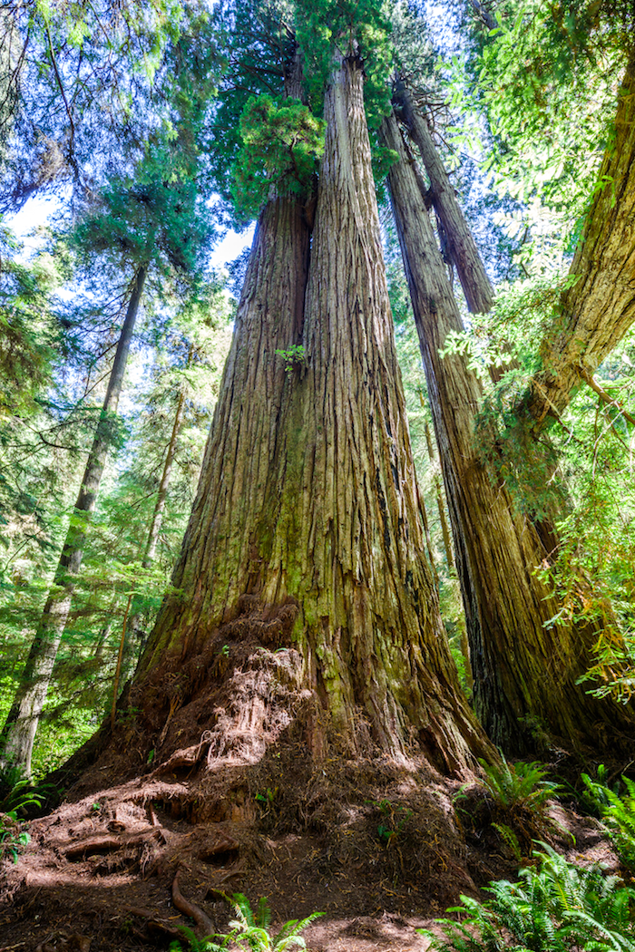 The Grove of Titans contains a dense collection of massive redwoods. Although there is no trail access to the grove, these ancient trees are frequently visited by off-trail hikers.  Photo courtesy of Max Forster