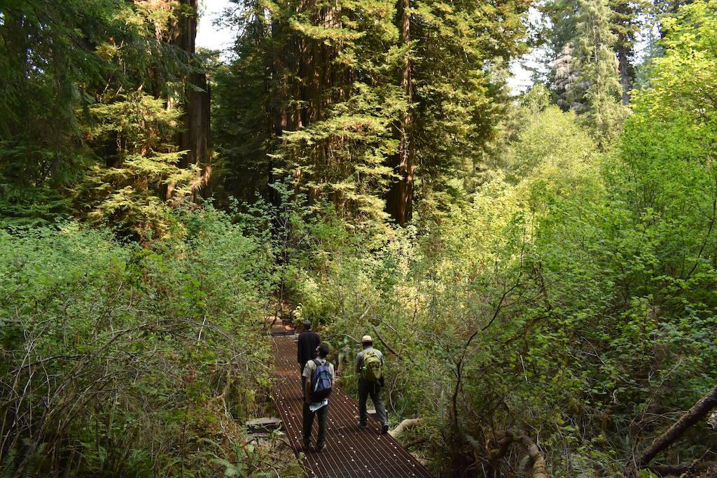 The boardwalk elevates visitors above marshy areas and protects and is designed to eliminate social trails into the grove/California State Parks