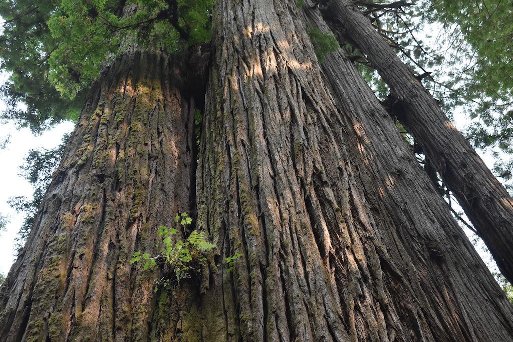 This closeup shows a group of plants growing out of a space between the trunks of two "titans."/California State Parks.