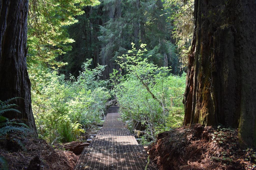 A new boardwalk through the Grove of Titans in Redwood National and State Parks should be finished by summer 2021/California State Parks