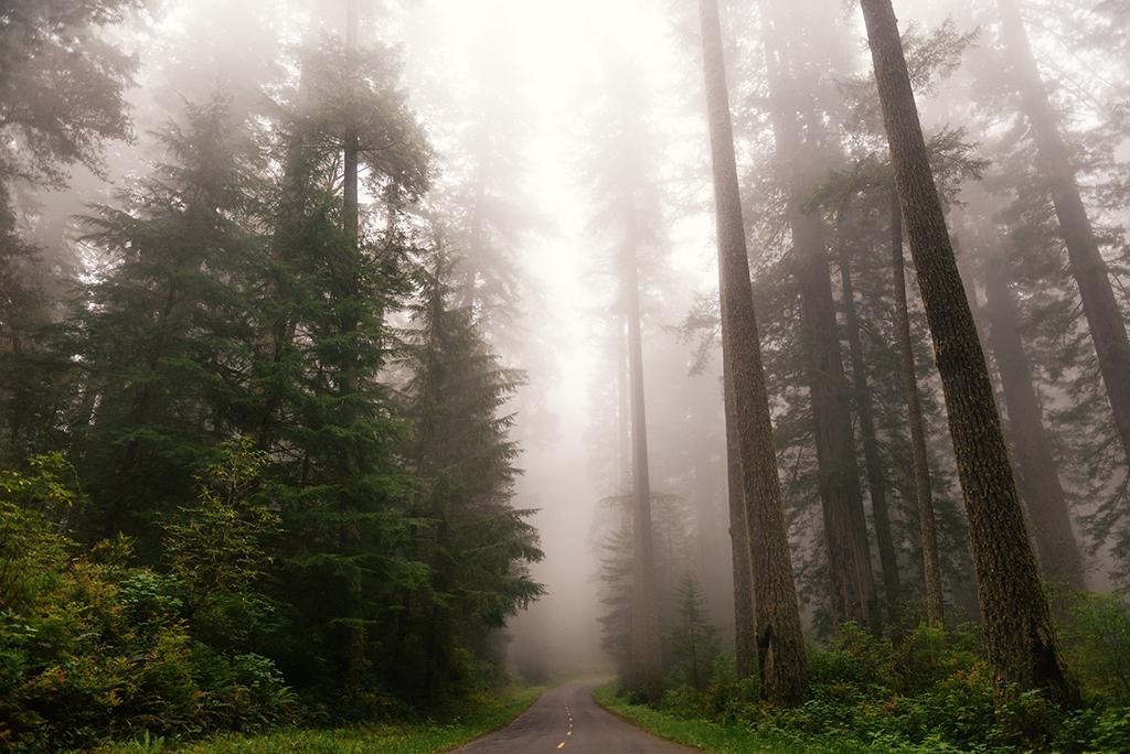Road through the foggy redwoods, Redwood National and State Parks / Connor McSheffrey