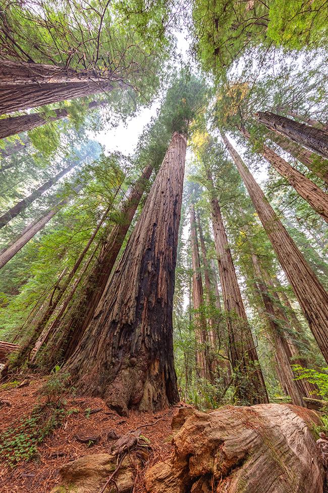 Photography In The National Parks The Redwood Forests Are Made For Vertical Shots