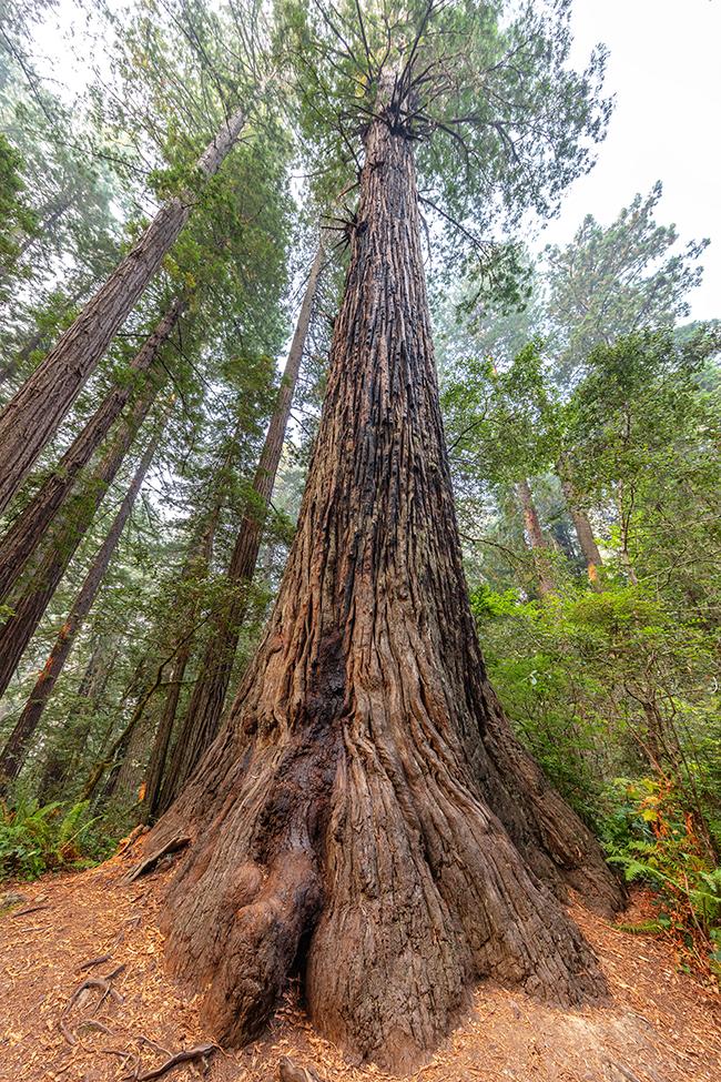 A tall redwood along the Lady Bird Johnson Grove loop trail, Redwood National Park, Redwood National and State Parks / Rebecca Latson