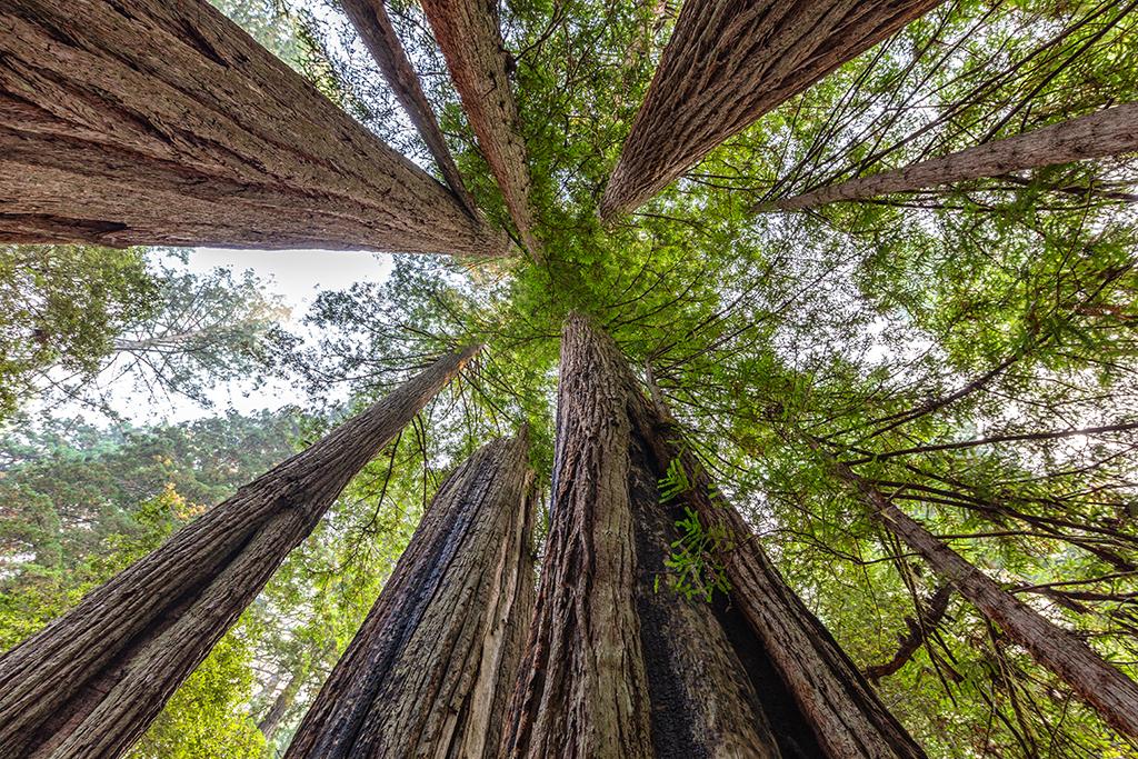 Looking up at tall trees, Jedediah Smith Redwoods State Park,Redwood National and State Parks / Rebecca Latson