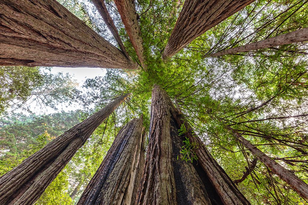 Looking up at tall trees, Redwood National and State Parks / Rebecca Latson