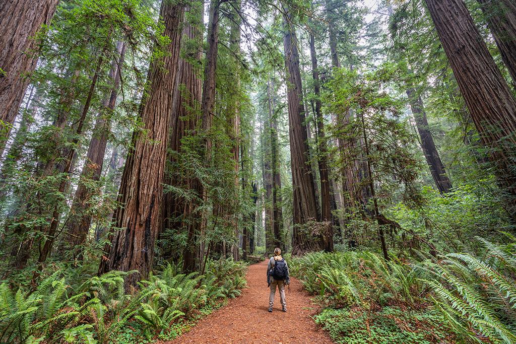 Dwarfed by tall trees at Stout Grove, Jedediah Smith Redwoods State Park, Redwood National and State Parks / Rebecca Latson