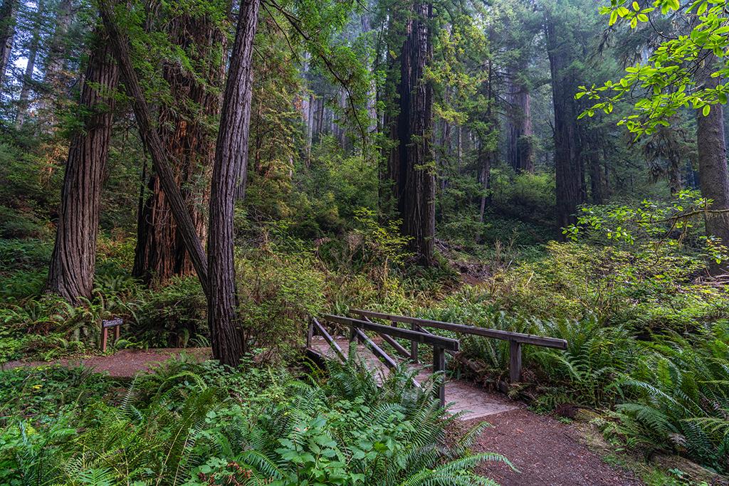 A bridge into the forest, Prairie Creek Redwoods State Park / Rebecca Latson