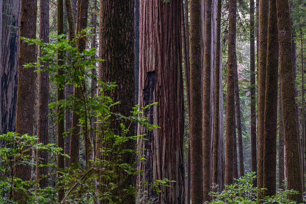"The woods are lovely, dark, and deep ..." Redwood National and State Parks / Rebecca Latson