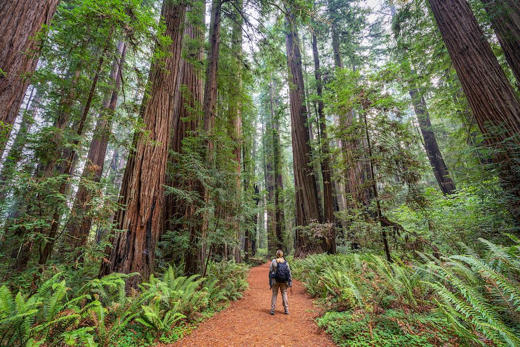 You'll be fined if you go off trail in Redwood National and State Parks in search of "Hyperior."/Rebecca Latson file