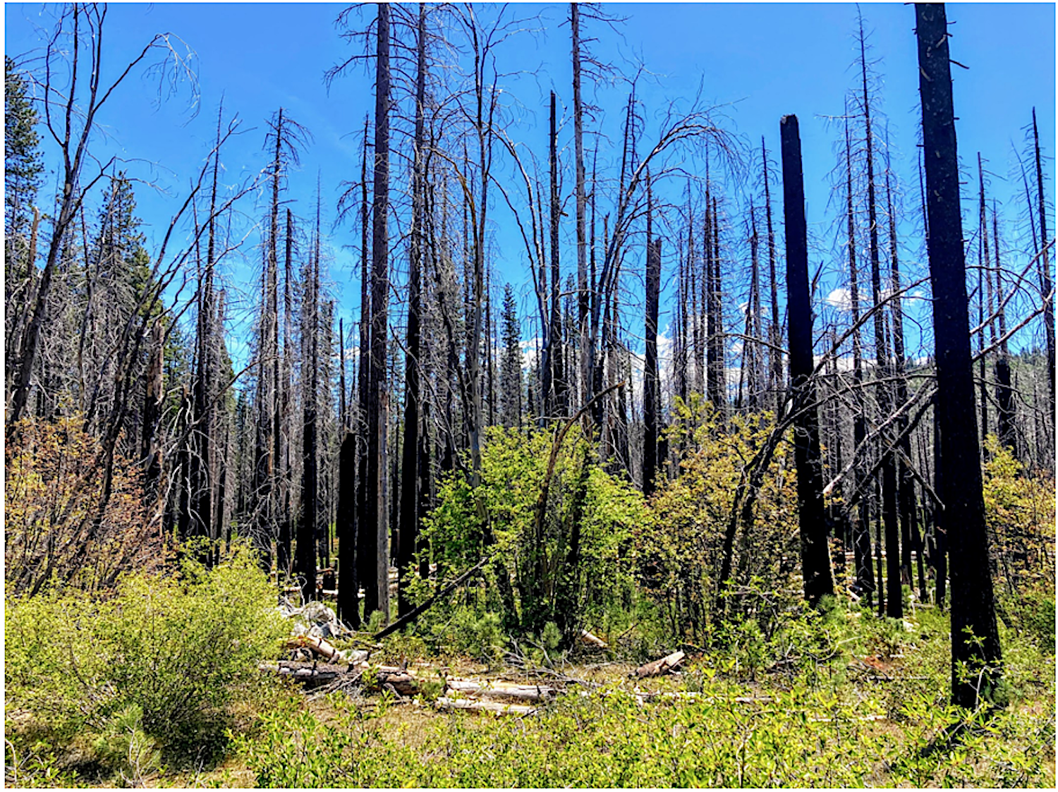 Saplings grow beneath mature trees burned in the 2013 Rim Fire. Source: Jonathan Horwitz