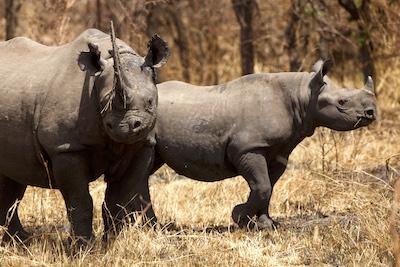 Rhinos/Mark Hendricks