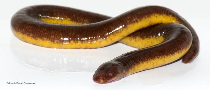 The new caecilian is a member of the Epicrionops genus, which scientists think is one one the most primitive caecilian genera. Unlike other caecilians, Epicrionops species still have tails. Photo by Eduardo Toral-Contreras