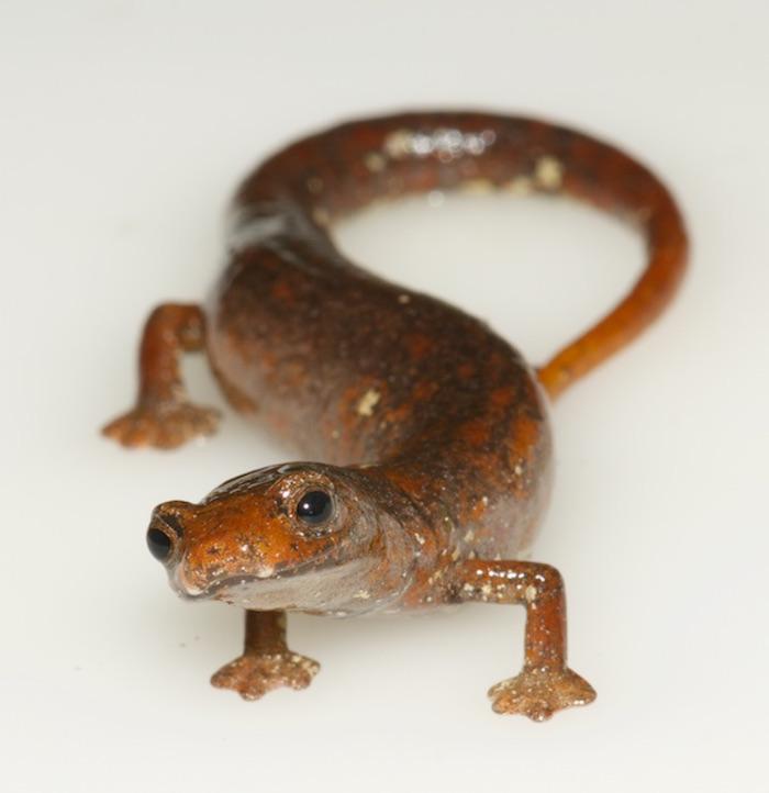 The new frog belongs to the Hyloscirtus genus. Photo by Eduardo Toral-Contreras