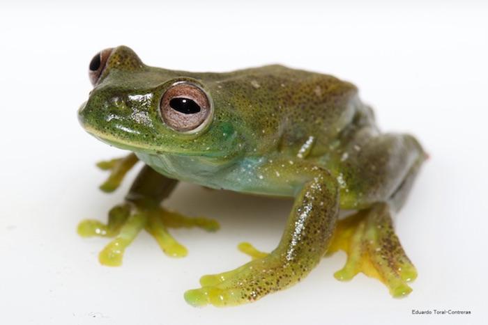The new frog belongs to the Hyloscirtus genus. Photo by Eduardo Toral-Contreras
