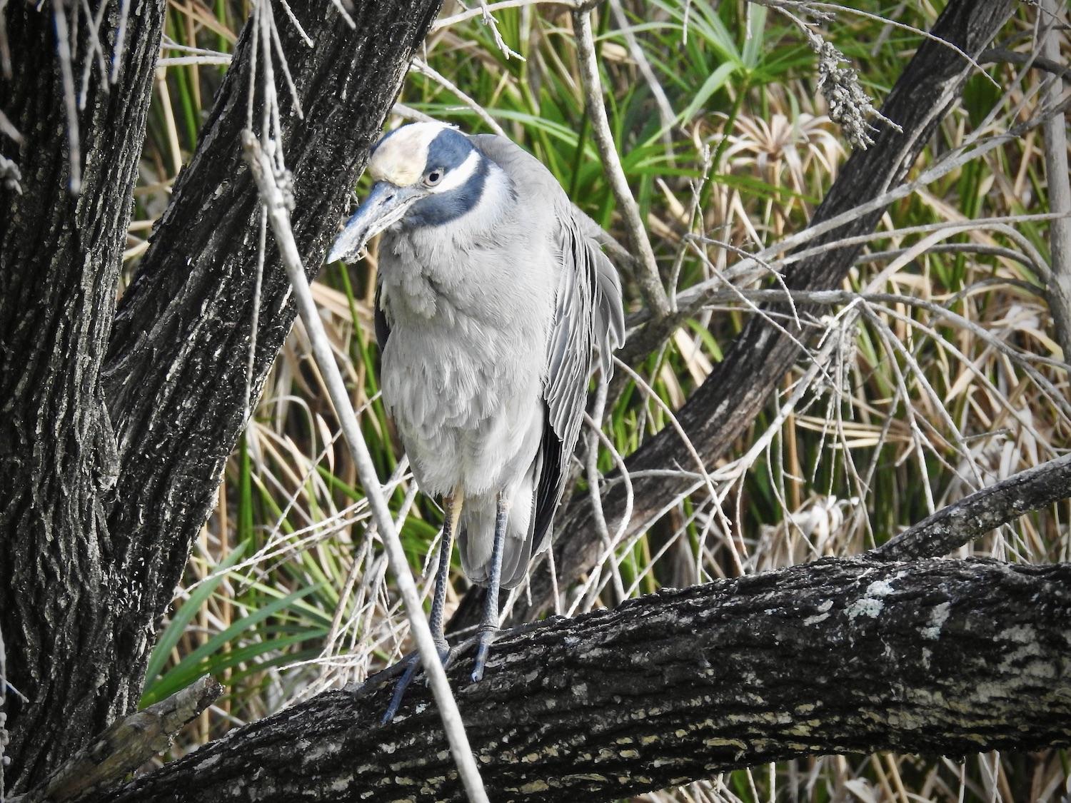 A Yellow-crowned Night Heron sits by the pond at the Rand Nature Centre.