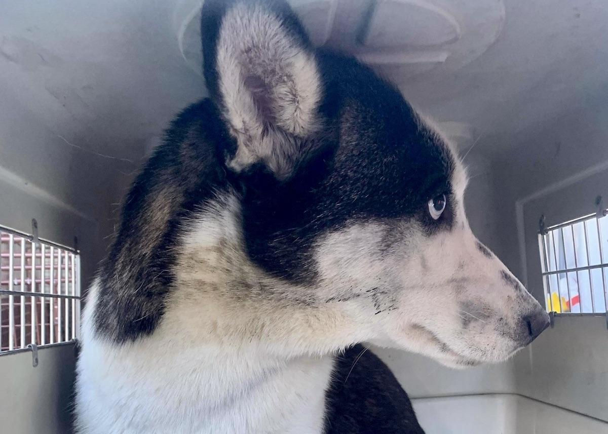 In mid-November, Parks Canada received reports of a husky abandoned and on the loose on Woodland Trail. The dog was captured by Team Chelsea on Dec. 21 near the Markham Green Golf Club.