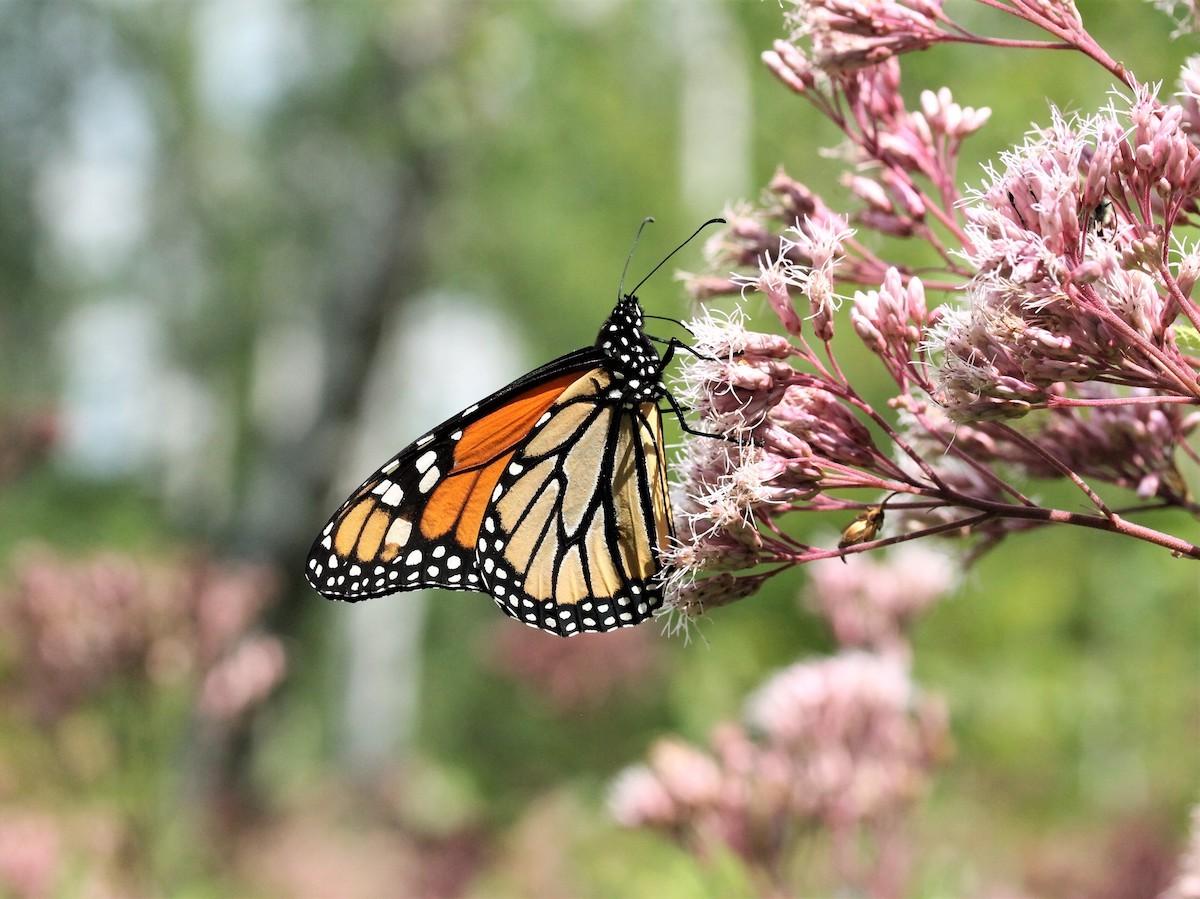 A monarch butterfly on wildflowers in Rouge National Urban Park.