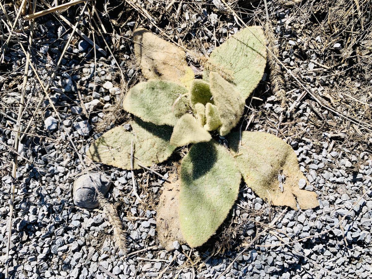 Mullein is a hairy, invasive, mostly unloved plant.