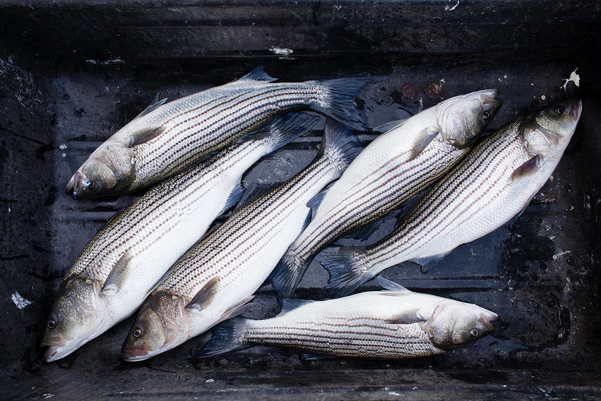 Striped bass from the Chesapeake