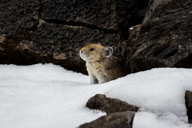 rocky mountains national park, national park, mountains, pika, mammal, science, research