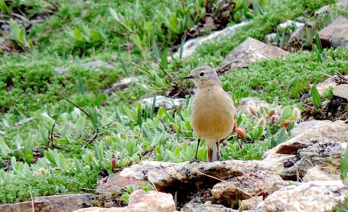 American Pipits flock to Rocky Mountain National Park in early summer./Kirby Adams
