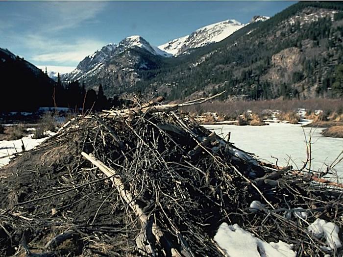 Stick-built beaver lodges serve as both home insulated against winter's cold and larder/NPS file