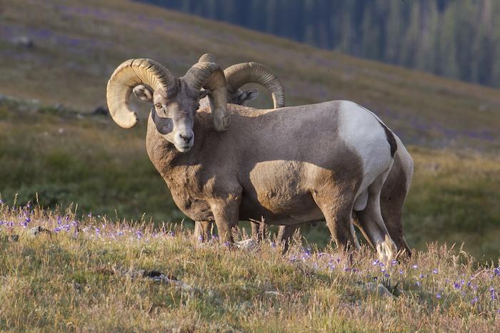 Bighorn sheep at Rocky Mountain National Park/NPS