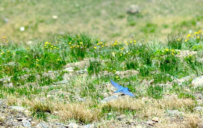 A Bluebird on the wing near the Alpine Visitor Center at Rocky Mountain National Park/Kirby Adams