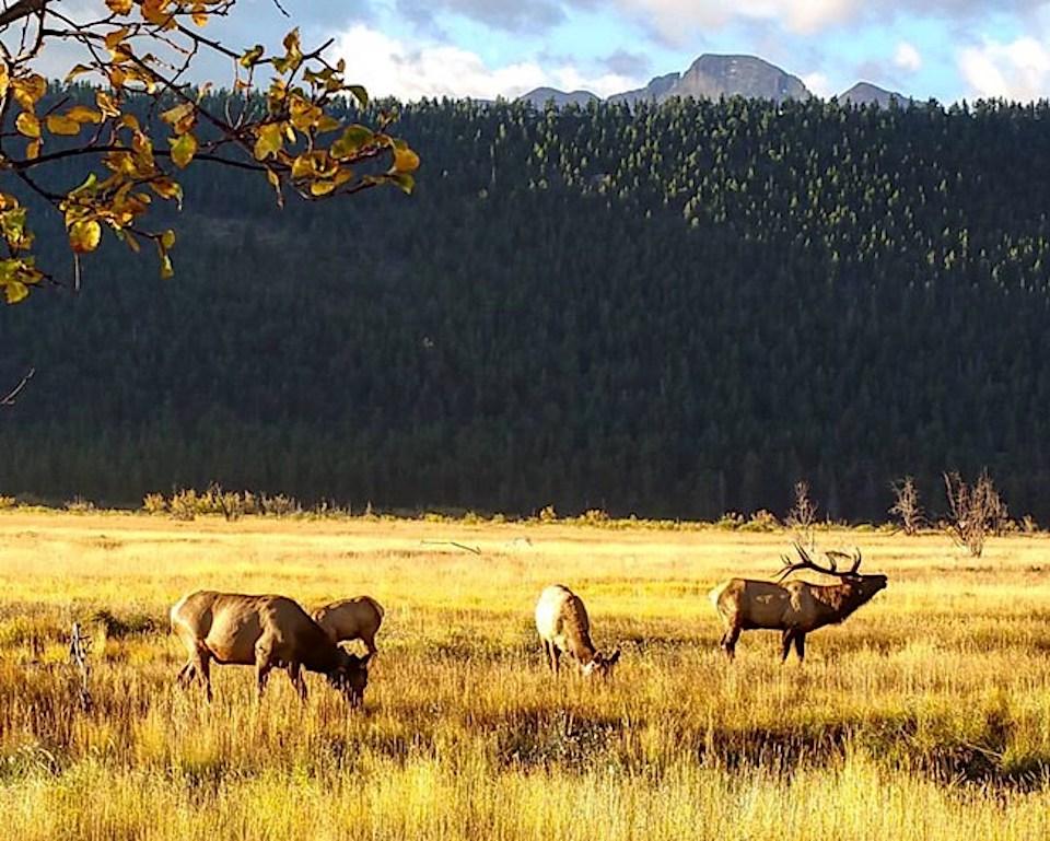 A bugling elk grazes in a golden meadow with female elk in autumn at Rocky Mountain National Park, Colorado/Photo courtesy of Jacob Job