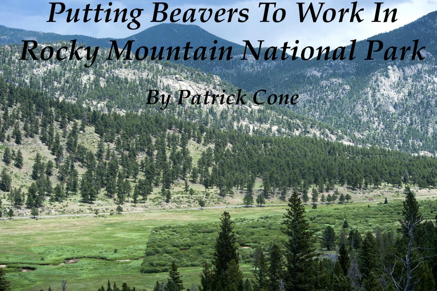 Beavers are helping with ecosystem restoration at Rocky Mountain National Park/Patrick Cone