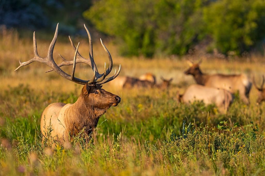 Bull elk in Rocky Mountain National Park known as Kahuna, in the fall of 2021. All image credits and rights belong to Dawn Wilson Photography.