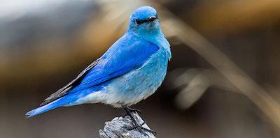 Bluebird, Rocky Mountain National Park/NPS