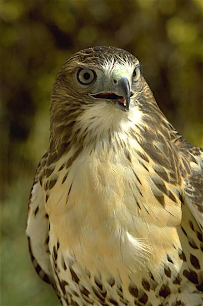 Red-tailed hawk, Rocky Mountain National Park/NPS