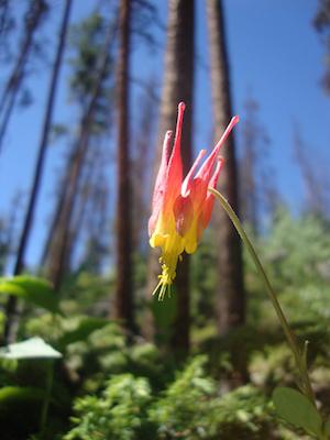 Red Columbine, Rocky Mountain National Park/NPS