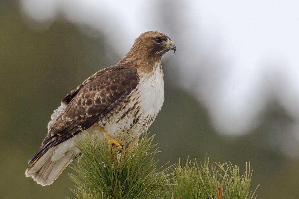 red-tailed hawk, raptor, bird, nesting, national park, rocky mountain national park, colorado