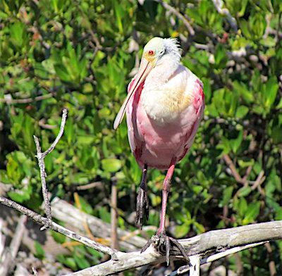 Roseate Spoonbill, Everglades National Park/Kirby Adams